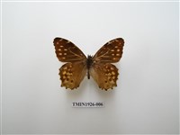 藏品(黃斑蔭眼蝶)的圖片